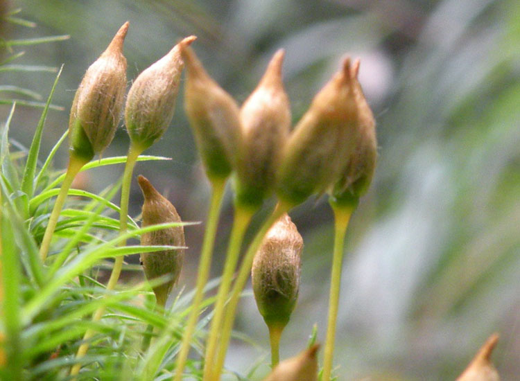 Polytrichaceae indet